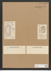 Plagiodiscus nervatus Grun. (de-Toni-Nr.: Genus 56, Species 2423) Zeichnungen Sammlung Grunow Nr. 4877 (NHMW-BOT-W0373064)